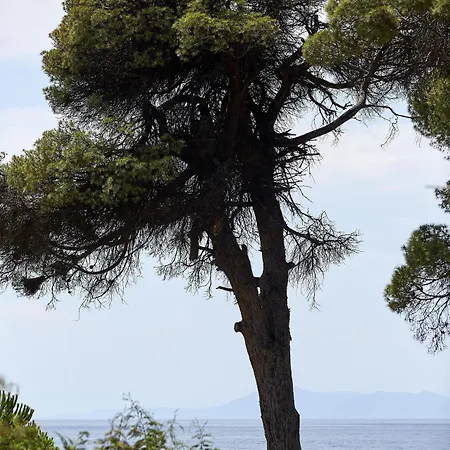 Elivi Skiathos Hotel Koukounaries